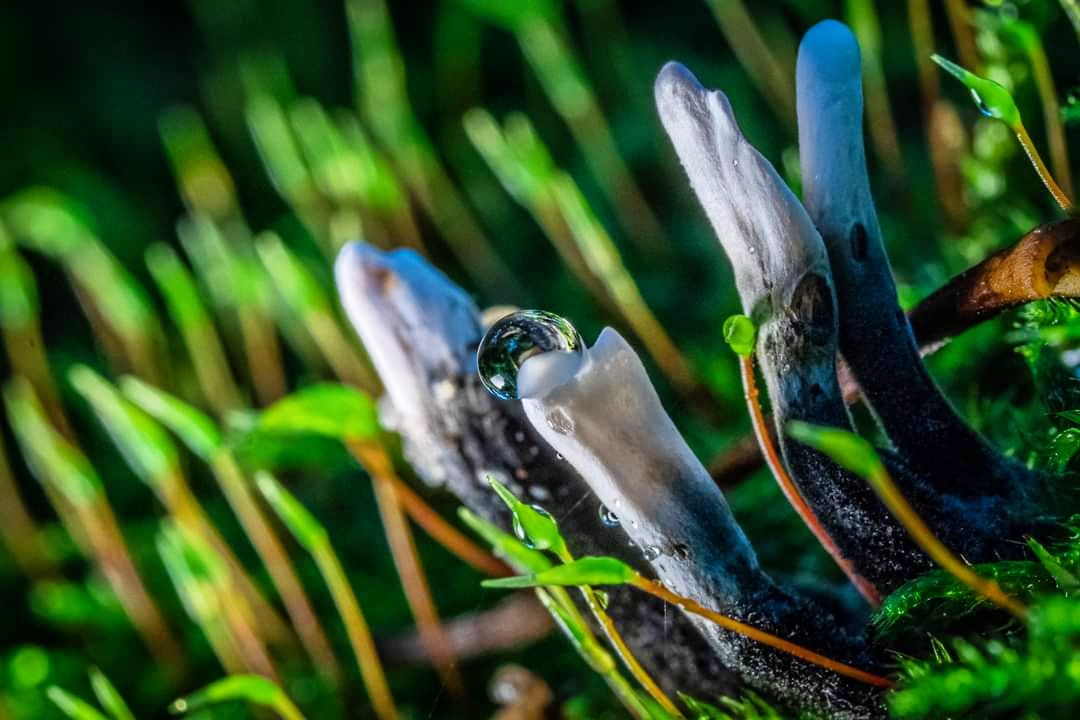 Macro photo of water droplet on fungus