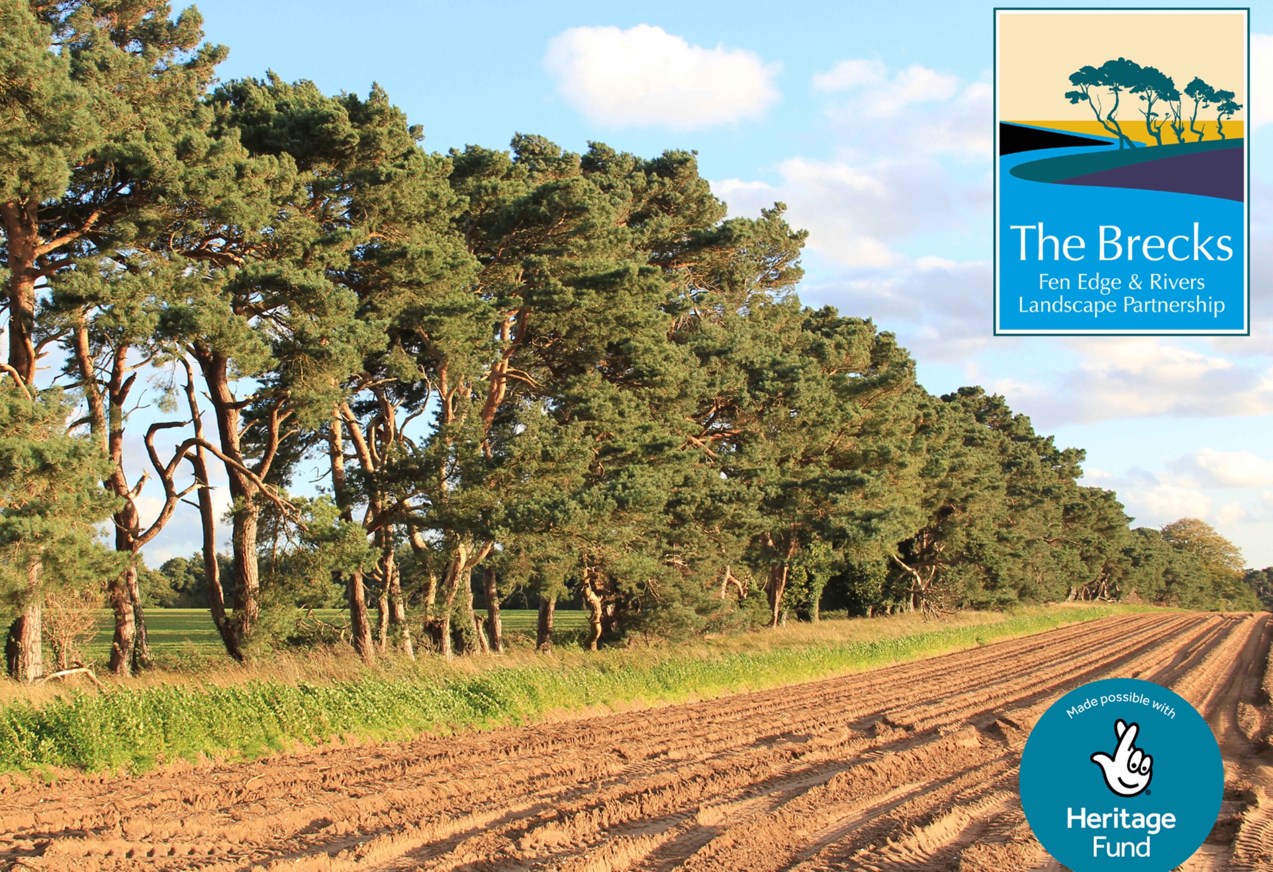 Image of a barren field with trees down the side