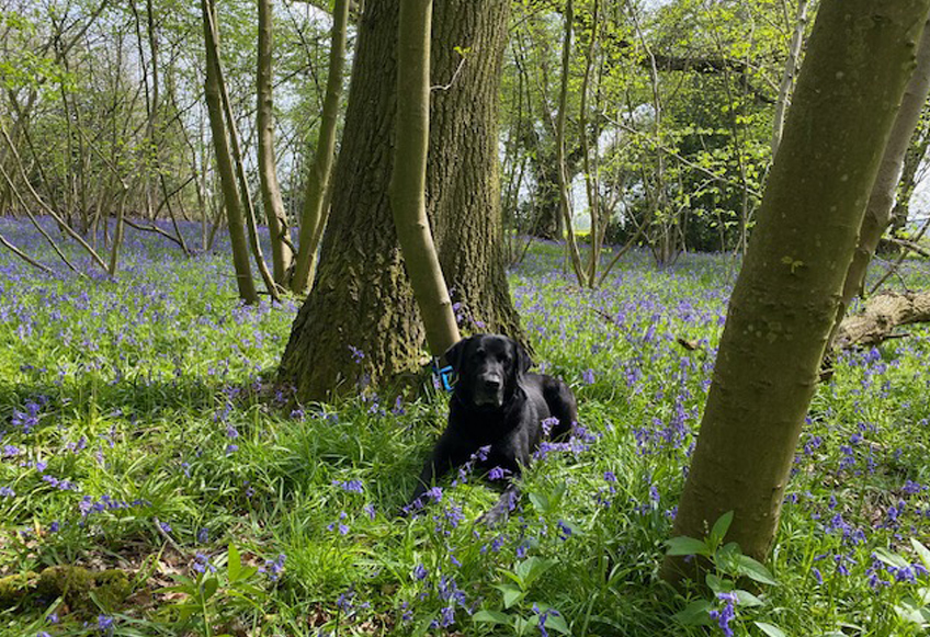 Image of black dog sat amongst bluebells in the woods