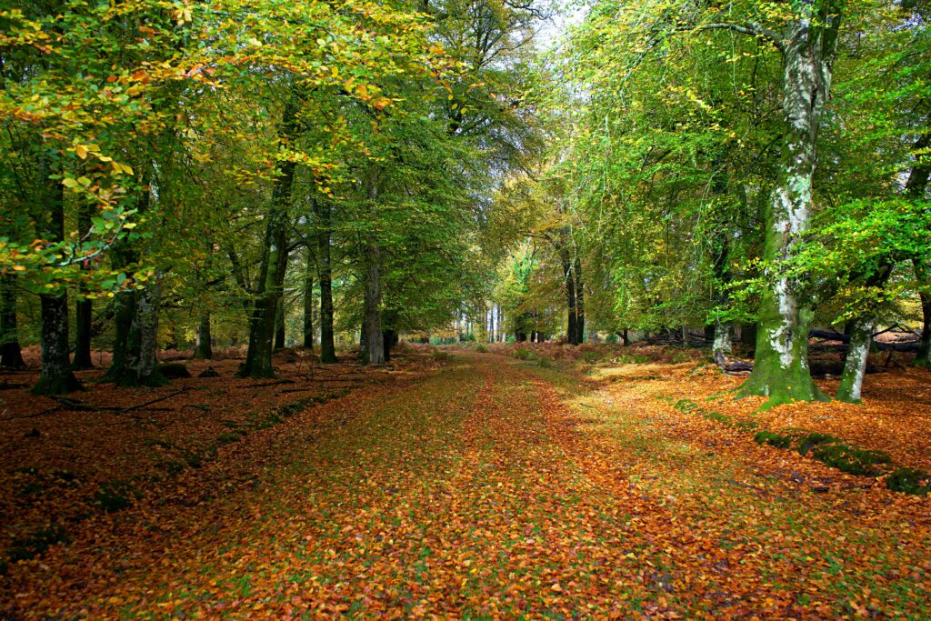 Image of autumn leaves on the ground amongst green trees