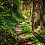 Image of path running through a forest