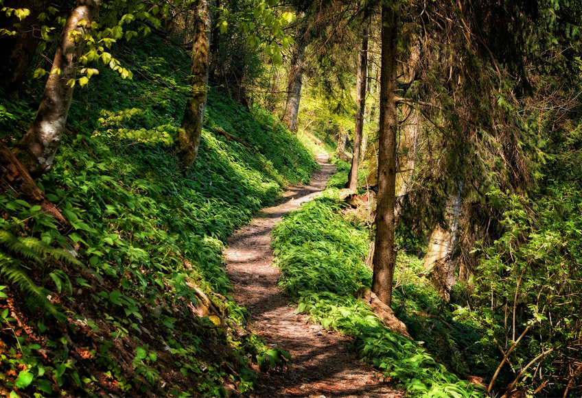 Image of path running through a forest