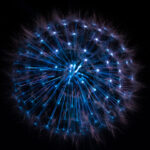 Biofluorescent dandelion seedhead