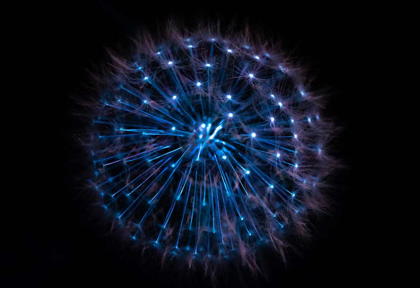Biofluorescent dandelion seedhead