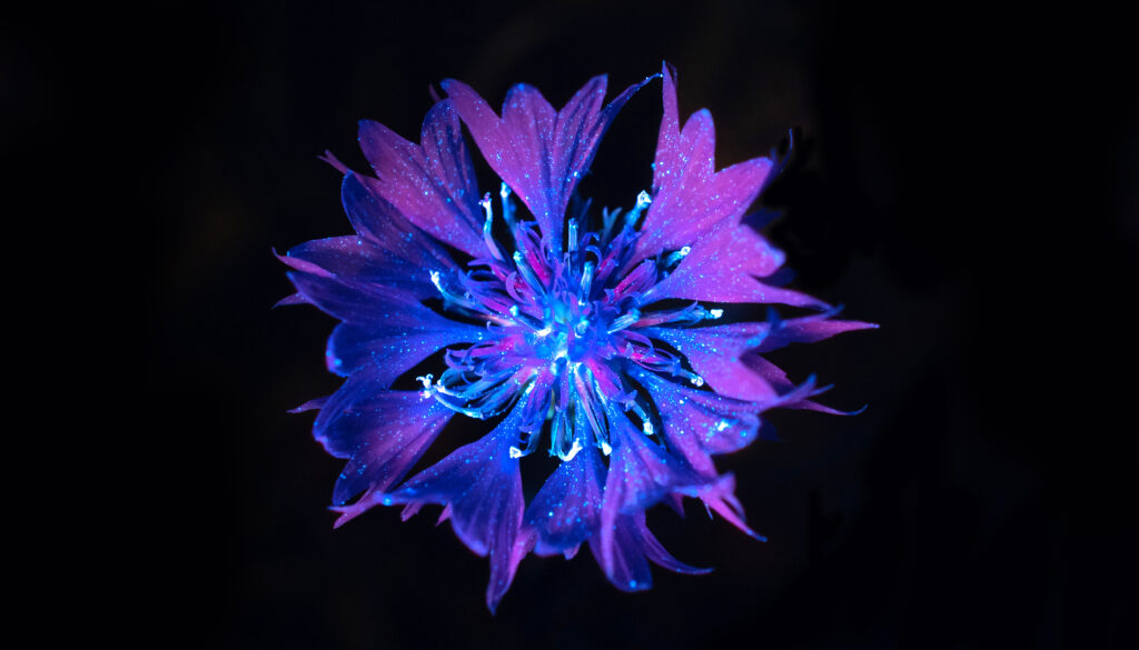 Biofluorescent Cornflower